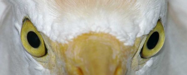 Florida, Kissimee Cattle egrets staring eyes